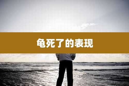 龟死了的表现