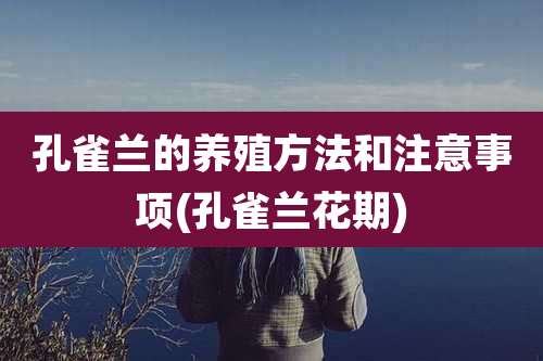 孔雀兰的养殖方法和注意事项(孔雀兰花期)