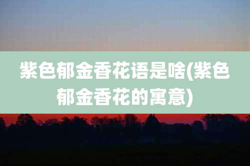 紫色郁金香花语是啥(紫色郁金香花的寓意)