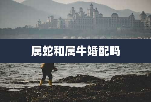 属蛇和属牛婚配吗