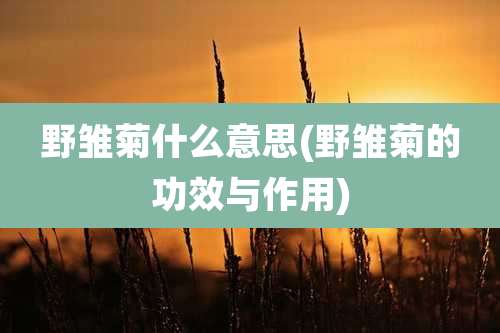 野雏菊什么意思(野雏菊的功效与作用)