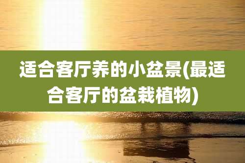 适合客厅养的小盆景(最适合客厅的盆栽植物)