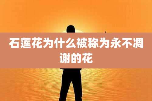 石莲花为什么被称为永不凋谢的花