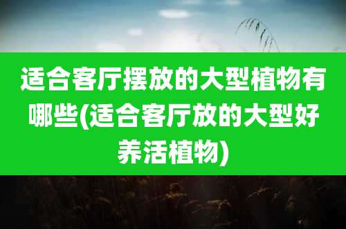 适合客厅摆放的大型植物有哪些(适合客厅放的大型好养活植物)