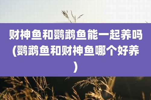 财神鱼和鹦鹉鱼能一起养吗(鹦鹉鱼和财神鱼哪个好养)
