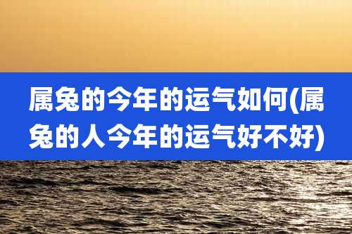 属兔的今年的运气如何(属兔的人今年的运气好不好)