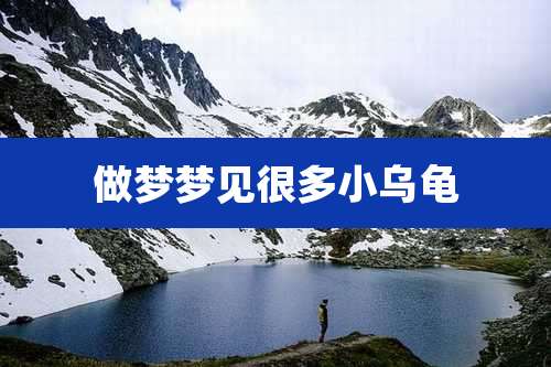 做梦梦见很多小乌龟