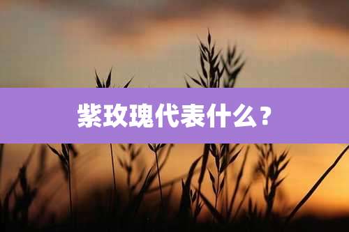 紫玫瑰代表什么？