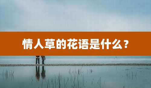 情人草的花语是什么？