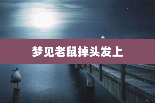 梦见老鼠掉头发上