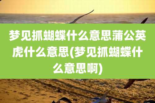 梦见抓蝴蝶什么意思蒲公英虎什么意思(梦见抓蝴蝶什么意思啊)
