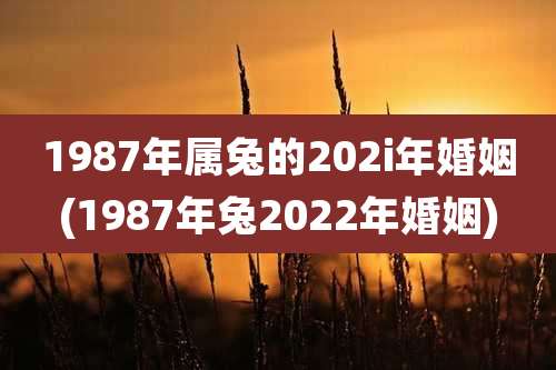 1987年属兔的202i年婚姻(1987年兔2022年婚姻)