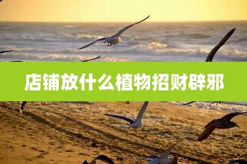 店铺放什么植物招财辟邪