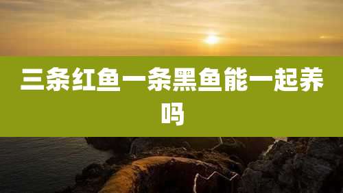 三条红鱼一条黑鱼能一起养吗