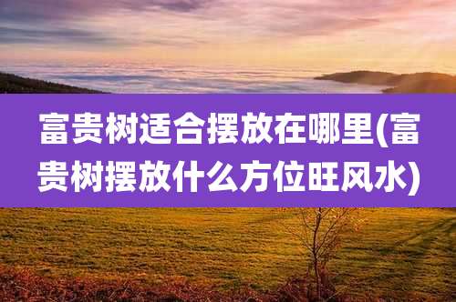 富贵树适合摆放在哪里(富贵树摆放什么方位旺风水)