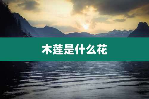 木莲是什么花