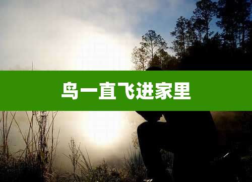 鸟一直飞进家里
