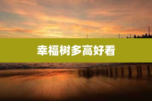 幸福树多高好看