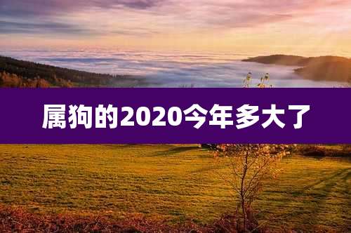 属狗的2020今年多大了