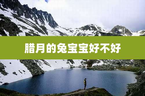 腊月的兔宝宝好不好