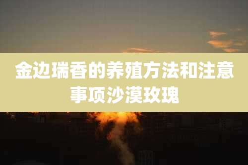 金边瑞香的养殖方法和注意事项沙漠玫瑰