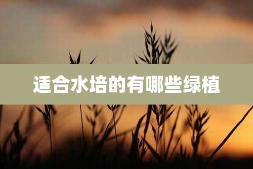 适合水培的有哪些绿植