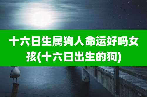 十六日生属狗人命运好吗女孩(十六日出生的狗)