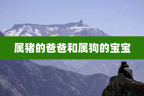 属猪的爸爸和属狗的宝宝