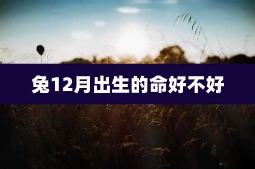 兔12月出生的命好不好
