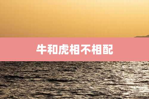 牛和虎相不相配