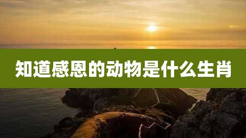 知道感恩的动物是什么生肖