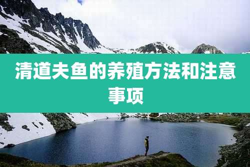 清道夫鱼的养殖方法和注意事项