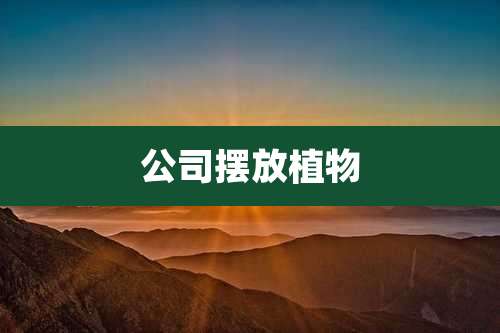 公司摆放植物