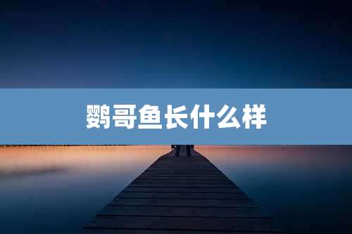 鹦哥鱼长什么样