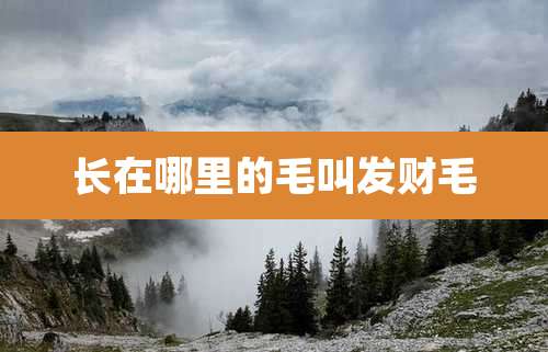 长在哪里的毛叫发财毛