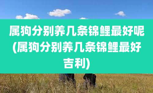 属狗分别养几条锦鲤最好呢(属狗分别养几条锦鲤最好吉利)