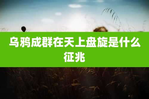 乌鸦成群在天上盘旋是什么征兆