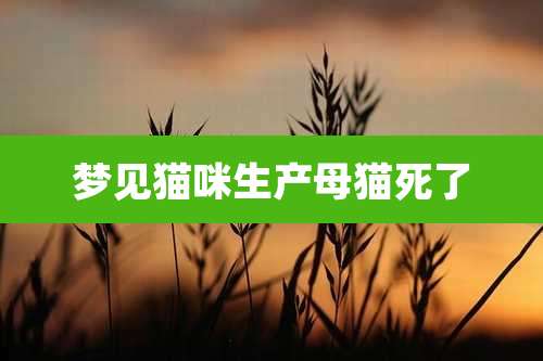 梦见猫咪生产母猫死了