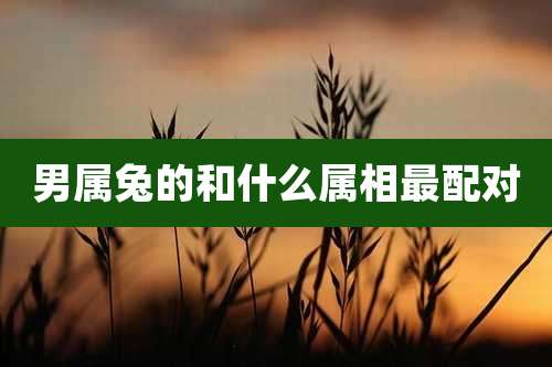 男属兔的和什么属相最配对