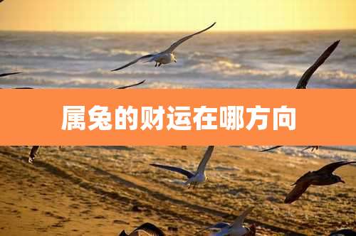 属兔的财运在哪方向