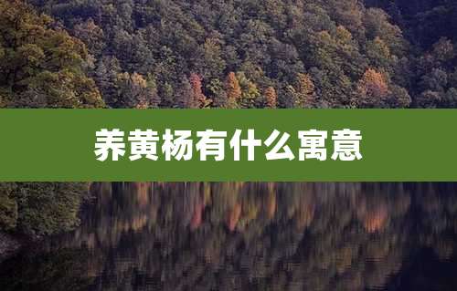 养黄杨有什么寓意