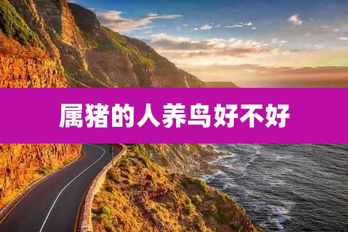 属猪的人养鸟好不好