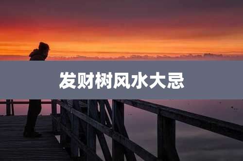 发财树风水大忌