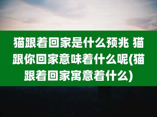 猫跟着回家是什么预兆 猫跟你回家意味着什么呢(猫跟着回家寓意着什么)