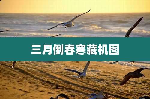 三月倒春寒藏机图