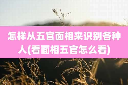怎样从五官面相来识别各种人(看面相五官怎么看)