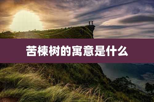 苦楝树的寓意是什么