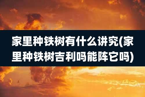 家里种铁树有什么讲究(家里种铁树吉利吗能阵它吗)