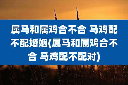 属马和属鸡合不合 马鸡配不配婚姻(属马和属鸡合不合 马鸡配不配对)