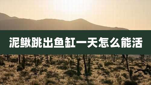 泥鳅跳出鱼缸一天怎么能活